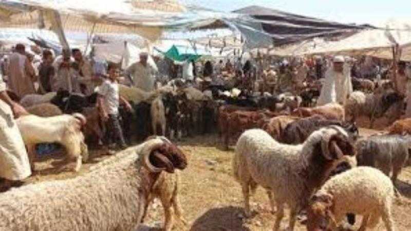 ”بيطري الدقهلية”: 10 إجراءات لفحص الأضحية قبل الذبح