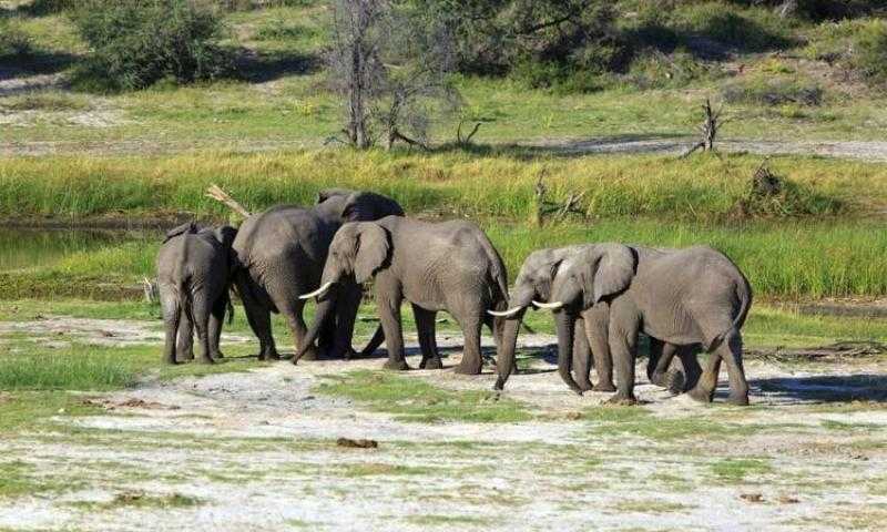 زيمبابوي تقرر ذبح الفيلة وتوزع لحومها للاستهلاك البشرى