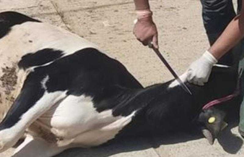 محافظ الدقهلية يشهد ذبح الأضاحي بمجزر طنامل لتوزيعها على الأسر الأولى بالرعاية