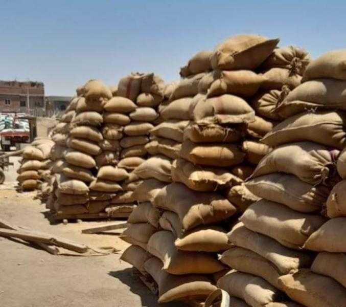 كفر الشيخ تستقبل 231 ألف طن قمح منذ بدء التوريد