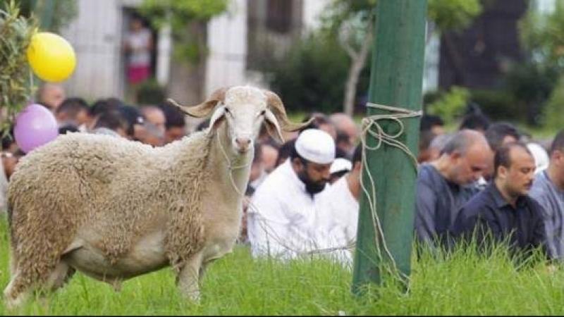 ”التعليم العالي” تقدم إرشادات لمرضى الأمراض المزمنة بشأن لحوم عيد الأضحى