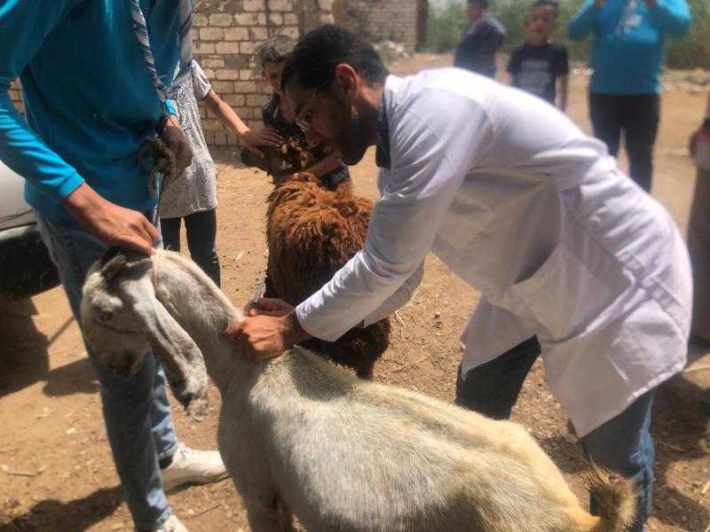 علاج 520 رأس ماشية في مركز كفر الدوار