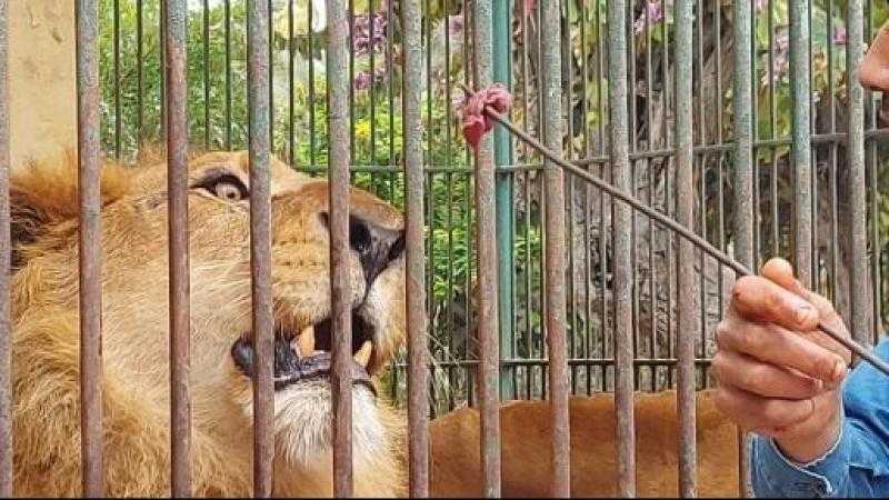 لن يحرم أحد من الزيارة .. مدير حديقة الحيوان بالجيزة : الأسعار ستكون مناسبة لجميع الفئات