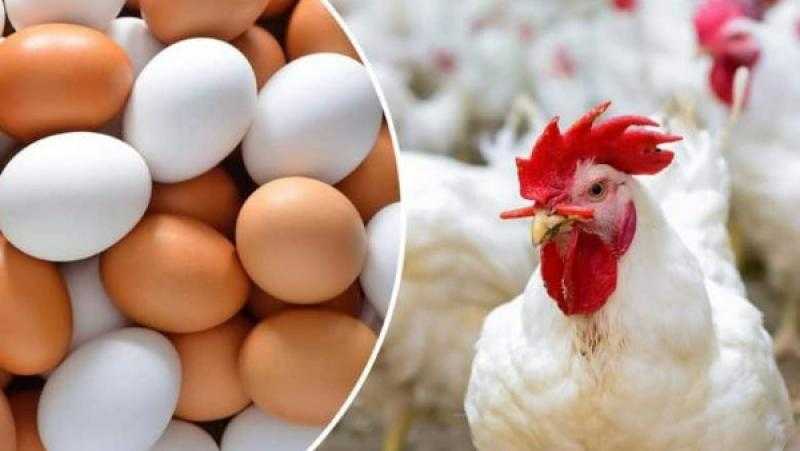 الغرف التجارية: أسعار الدواجن والبيض لن تتأثر بشكل مباشر بزيادة الكهرباء