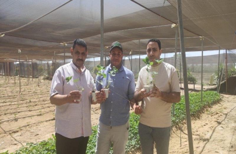 الزراعة تصدر تراخيص لـ 352 صوبة ومشتلا لإنتاج شتلات خضر خلال يونيو