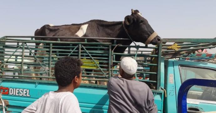 الزراعة: فحص 165 ألف رأس و53 ألف طائر في 400 قرية خلال يونيو