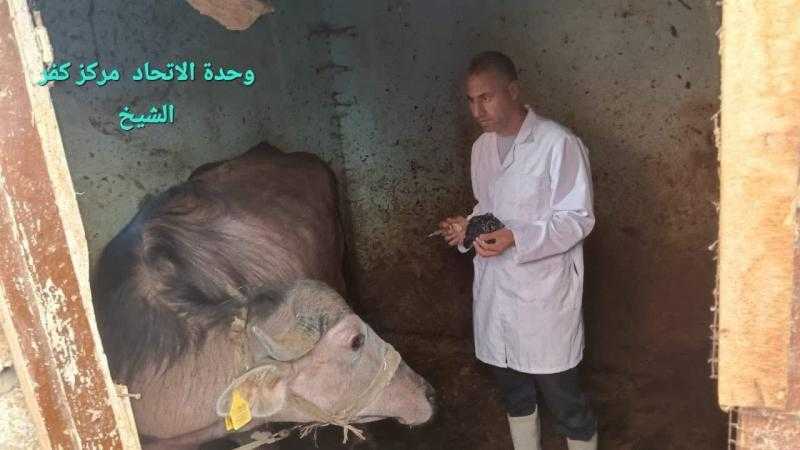 انطلاق الحملة القومية لتحصين الماشية بكفر الشيخ