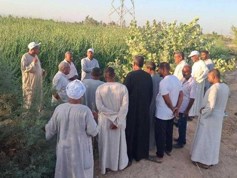 وكيل «تضامن الأقصر» يتابع تنفيذ مشروع زراعة القصب بالشتلات.. صور