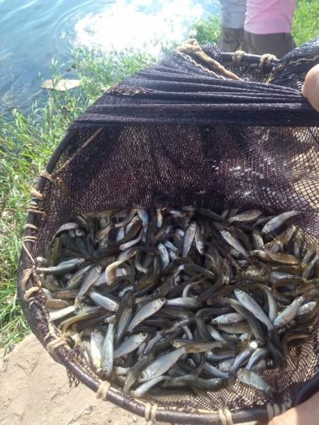 ”جهاز حماية وتنمية البحيرات والثروة السمكية” يطلق آلاف الوحدات من الزريعة في نهر النيل والبحيرات بالمحافظات المختلفة