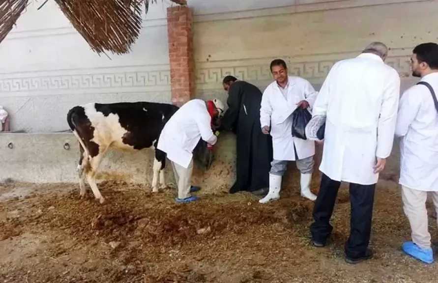 ”الزراعة” تُطلق غدا الحملة القومية للتحصين ضد مرض الحمى القلاعية وحمى الوادي المتصدع