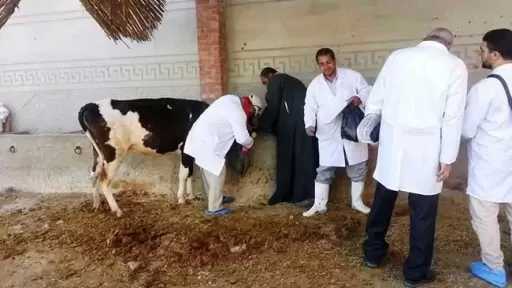 ”الزراعة” تُطلق غدا الحملة القومية للتحصين ضد مرض الحمى القلاعية وحمى الوادي المتصدع