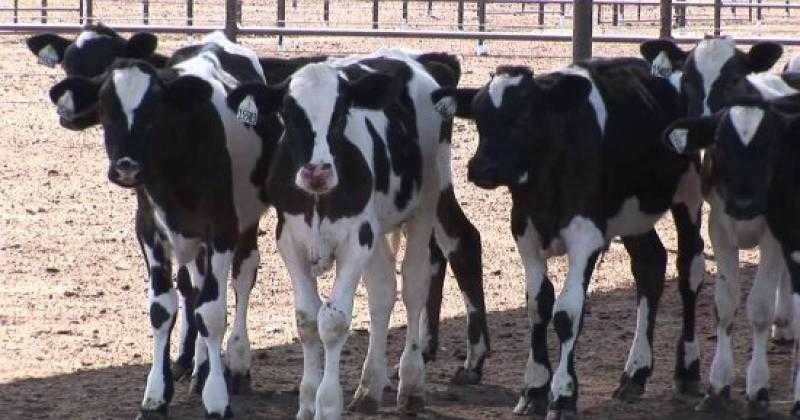 بتمويل 9.7 مليار جنيه.. مشروع البتلو يخدم 44.9 ألف مستفيد من صغار المربين