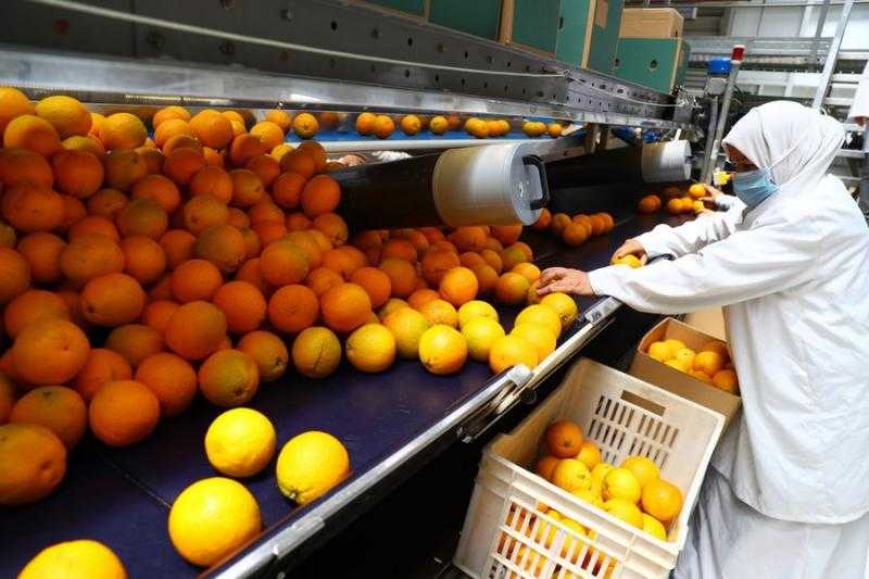الموالح تتصدر الصادرات الزراعية المصرية بـ 1.9 مليون طن