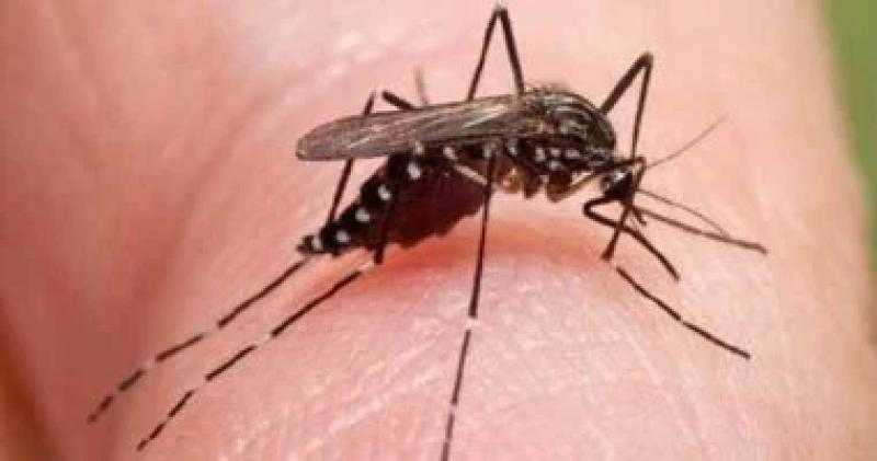‏CDC تحذر من السفر إلى الصين بسبب فيروس شيكونجونيا