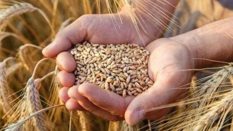 بنسبة زيادة 137% عن العام الماضي.. توريد 520 ألفا و494 طنا من القمح بالمنيا