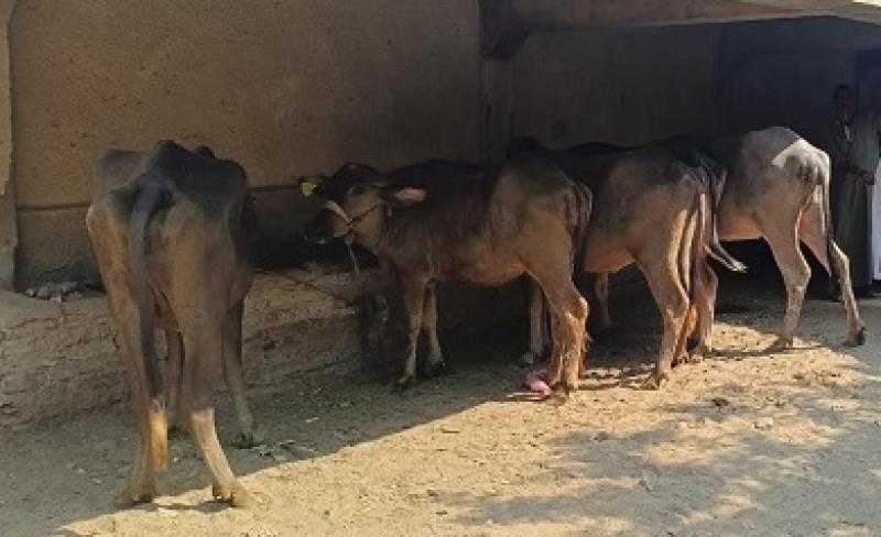 تضامن بني سويف تُسلم 10 آلاف و792 رأس ماشية للأسر الأولى بالرعاية بقرى ومراكز المحافظة