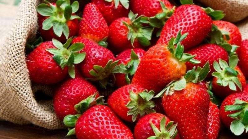 وزير الزراعة يعلن فتح سوق دولة بيرو أمام صادرات مصر من شتلات الفراولة