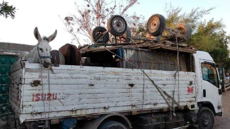 ترحيل أول دفعة من عربات الكارو من مدينة غارب إلى محافظة قنا