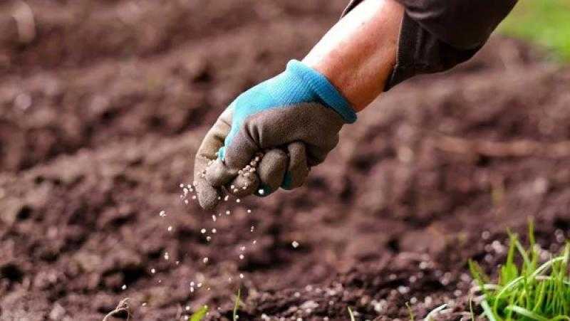الزراعة: ما تم ضخه من الأسمدة المدعمة للمزارعين بلغ نحو 18 مليون شيكارة