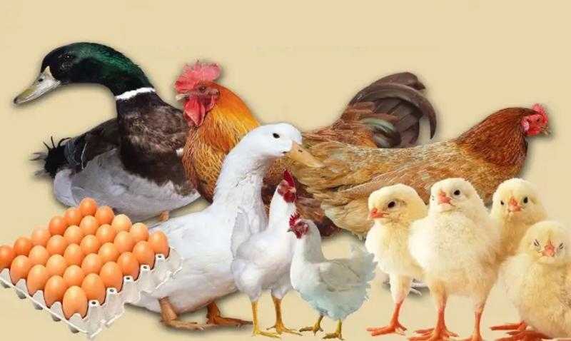 أسعار الدواجن.. تعرّف على أسعار الفراخ والبط والأرانب في الأسواق اليوم الخميس