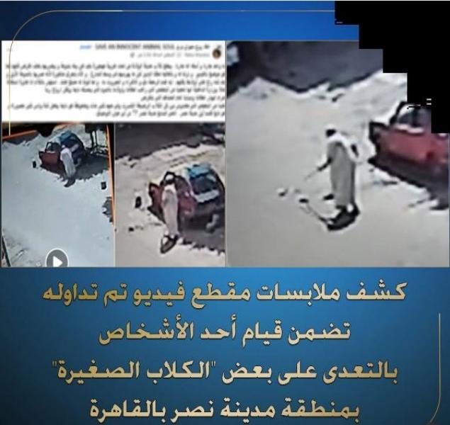 مسن يلاحق الكلاب الصغيرة ويعتدي عليها بمدينة نصر.. تفاصيل