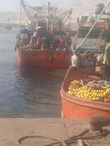 بعد توقف ٤ أشهر.. انطلاق موسم صيد الشانشولا ٢٠٢٥ في خليج السويس