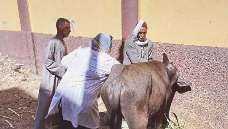 محافظ أسيوط: تحصين 76 ألف رأس ماشية ضد فيروس SAT-1 |صور