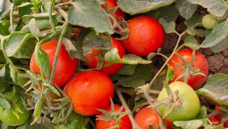 الطماطم والفاصوليا.. البحوث الزراعية يعلن تسجيل هجن وأصناف محلية جديدة