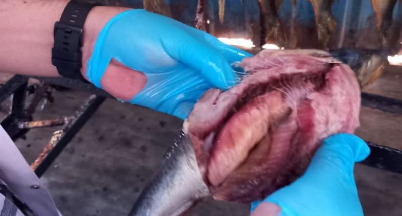 مصادرة 482 كيلو لحوم ودواجن في الغربية