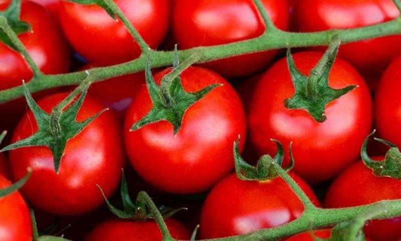 الزراعة: لا صحة لوجود طماطم مرشوشة بمادة الإيثريل لتسريع النضج في الأسواق