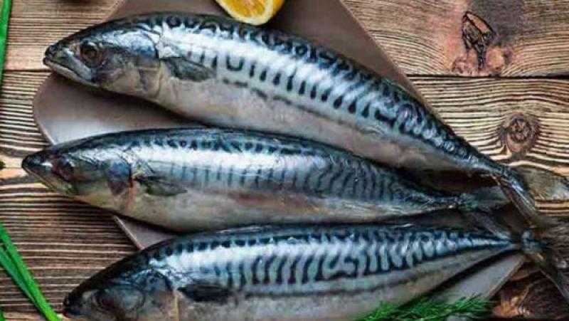 شعبة الأسماك تكشف أسباب ارتفاع الأسعار وموعد الانخفاضات