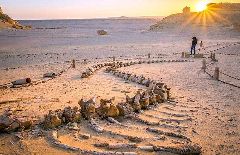 القائم بأعمال وزير البيئة: الفيوم تقدم نموذجًا حيًا للتنوع البيولوجي الفريد