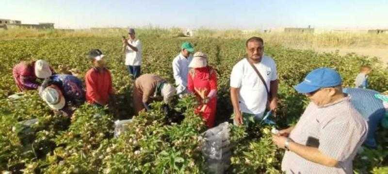 افتتاح موسم جني القطن بمركز الفرافرة في الوادي الجديد