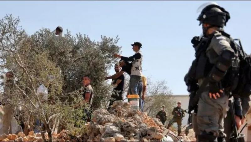 الأمم المتحدة: تصاعد خطير في عنف المستوطنين خلال موسم حصاد الزيتون