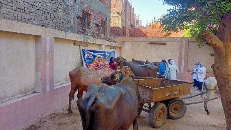 لعلاج 1000 رأس ماشية.. الزراعة تطلق قافلة بيطرية مجانية بالجيزة