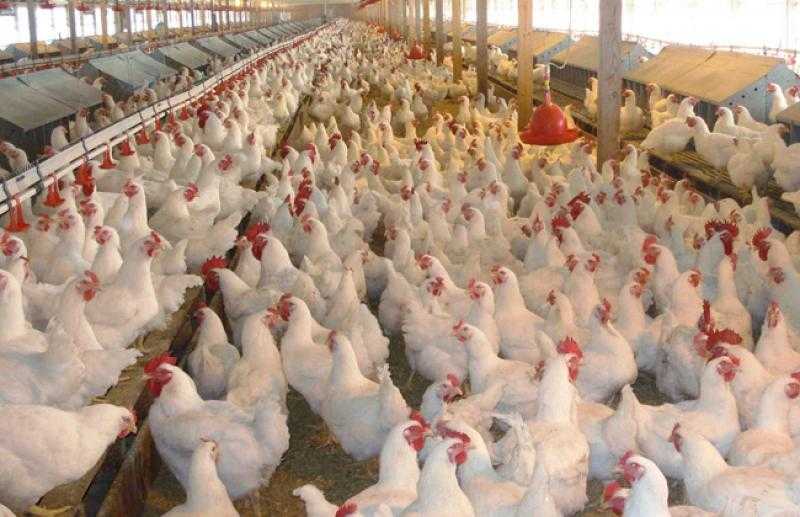 رئيس شعبة الدواجن: ارتفاع الأسعار خلال الفترة المقبلة.. ونرفض الزيادات الحالية ببيض المائدة