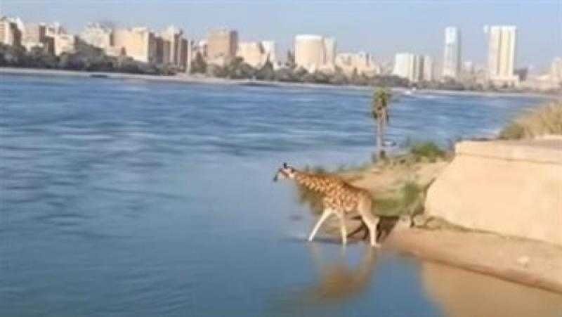 خبير تكنولوجيا المعلومات يكشف حقيقة فيديو نزول الزرافة في نهر النيل