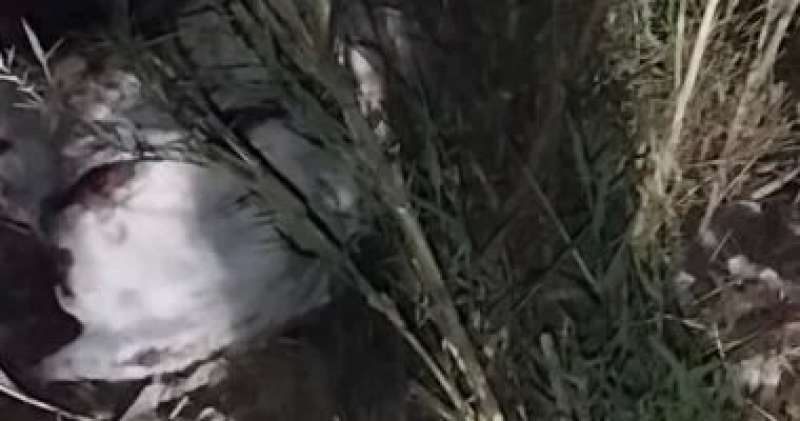 خط أحمر