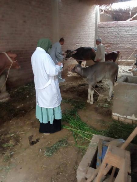 تحصين 10 آلاف و245 رأس ماشية ضد الحمى القلاعية والوادي المتصدع بسوهاج