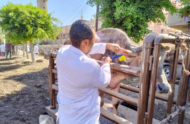 البحوث الزراعية يطلق 3 قوافل بيطرية مجانية بالقليوبية لدعم صغار المربين