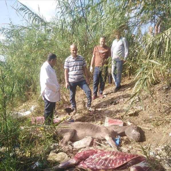 ”بيطري الغربية” يفجر مفاجأة صادمة عن واقعة ”الحمير المسلوخة”