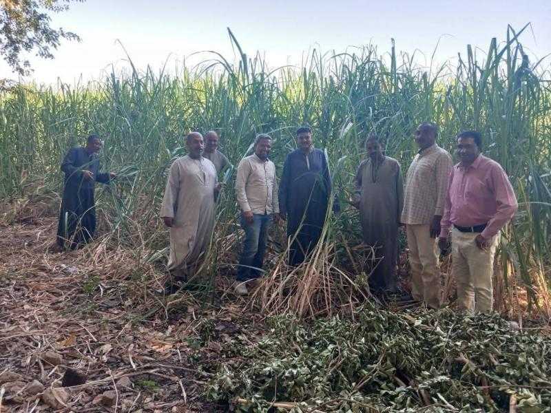 مديرية الزراعة بالأقصر تعلن الانتهاء من حصاد 333 فدانا لمحصول الذرة الشامية