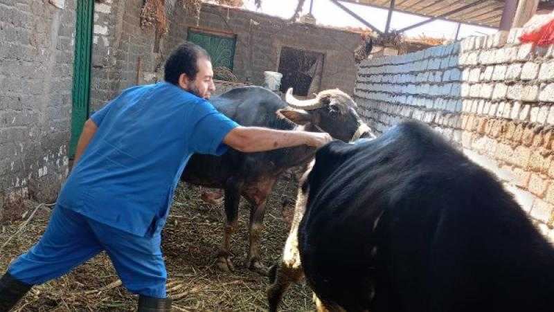 محافظ أسيوط: تحصين 67277 رأس ماشية ضد الحمى القلاعية والوادي المتصدع