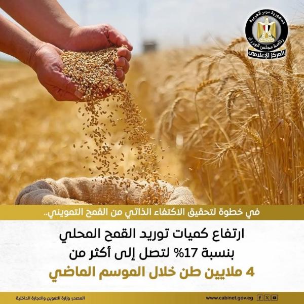 ارتفاع كميات توريد القمح المحلي بنسبة 17% لتتجاوز 4 ملايين طن