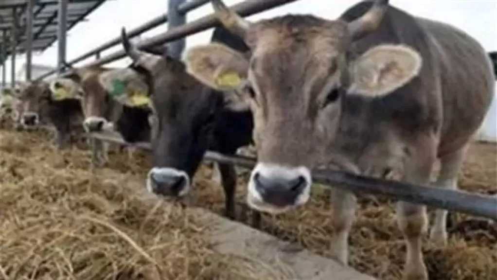 القصابين: الجاموس المصري ينتج 8 لترات حليب يوميا.. والمستورد يصل لـ 15 لترًا