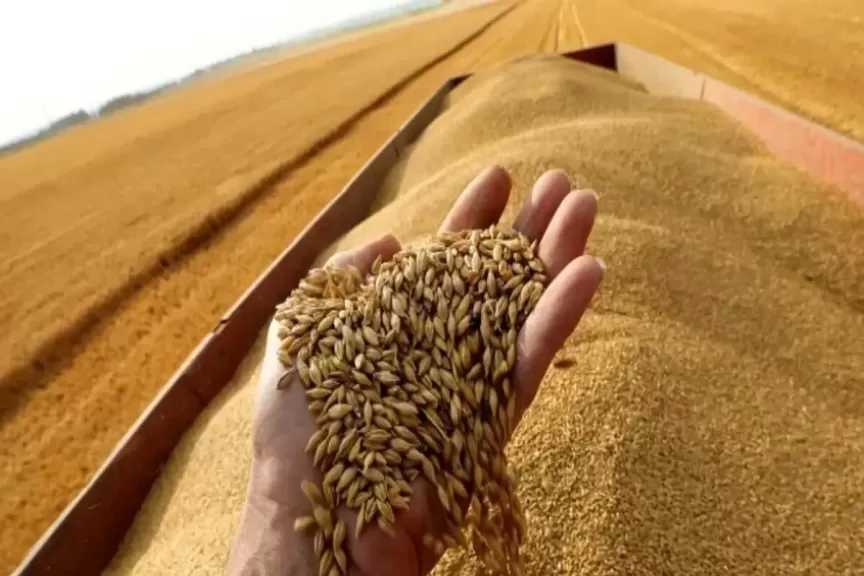 السعودية تطرح آخر مناقصة في 2025 لاستيراد 300 ألف طن قمح