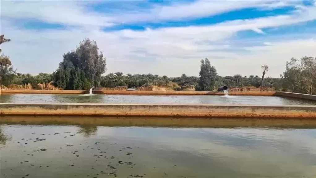 الري تستعرض موقف ”مشروع تطوير منظومة الري والصرف للحفاظ علي التوازن البيئي بواحه سيوة”