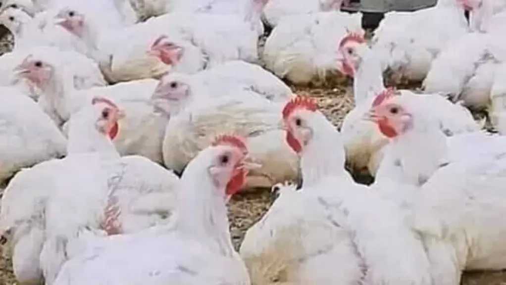 رئيس شعبة الثروة الداجنة يكشف سبب عدم شعور المواطن بانخفاض سعر الدواجن