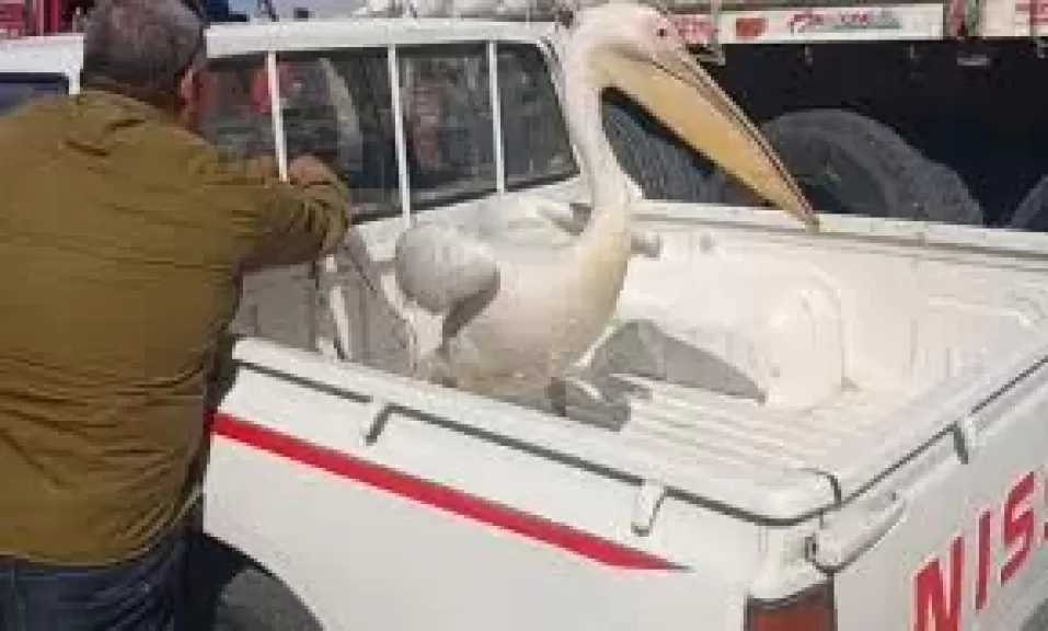 البيئة تعلن انتهاء حملة موسعة لحصر وجمع طيور البجع بطريق السخنة