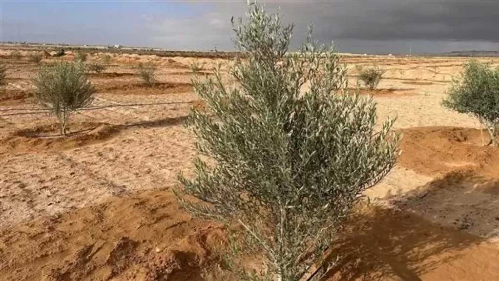 وزير الزراعة يستعرض جهود بحوث الصحراء لتعزيز انتاج الزيتون في سيناء والساحل الشمالي الغربي